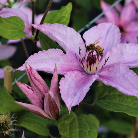 Clematis, Waldrebe 'Hagley Hybrid'