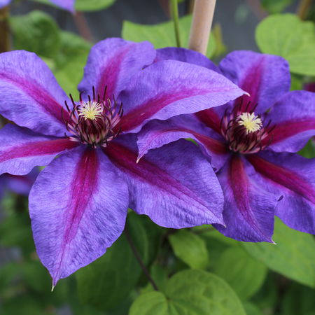 Clematis, Waldrebe 'Mrs N. Thompson'