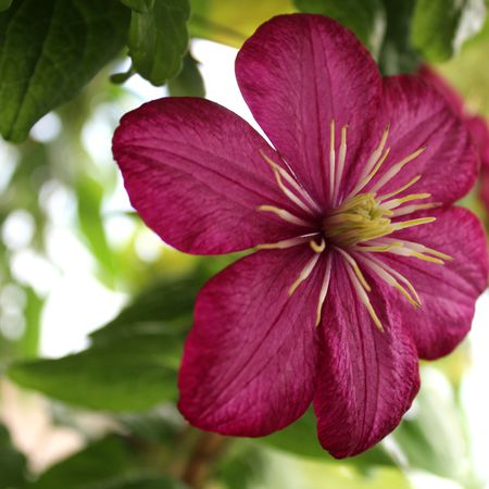 Clematis, Waldrebe 'Ville de Lyon'