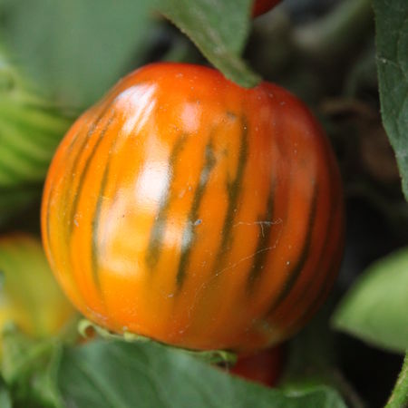 Aubergine 'Cookstown Orange'