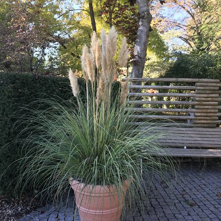Cortaderia selloana 'Pumila'
