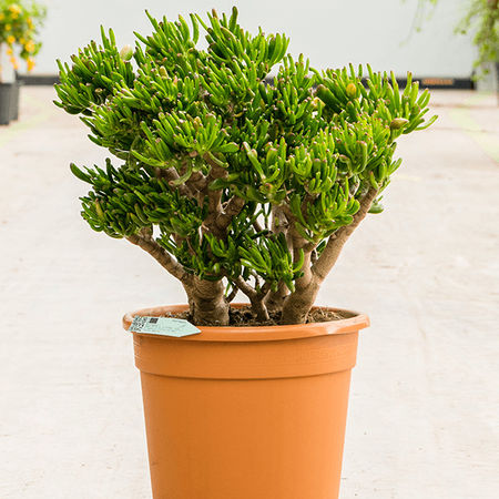 Crassula ovata 'Hobbit'