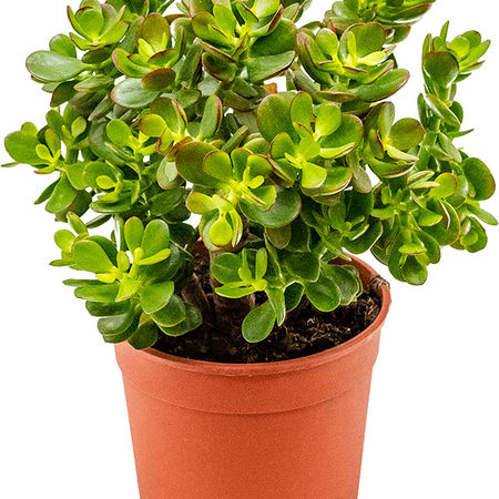 Crassula ovata 'Minor'