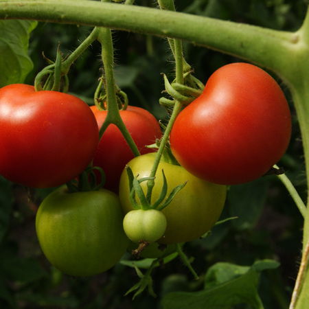 Salattomate Matina BIO