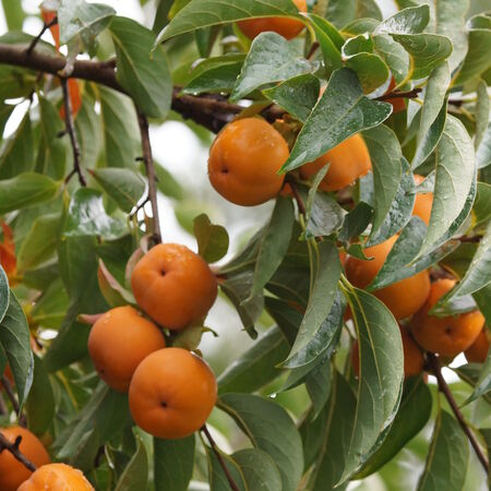 Kaki 'Rojo Brillante'