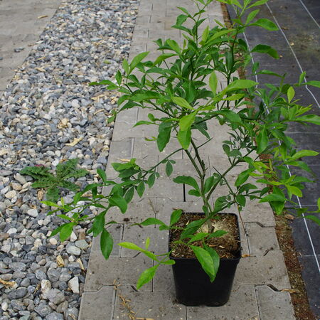 SwitrusÂ® Citremon 'Kovac' 