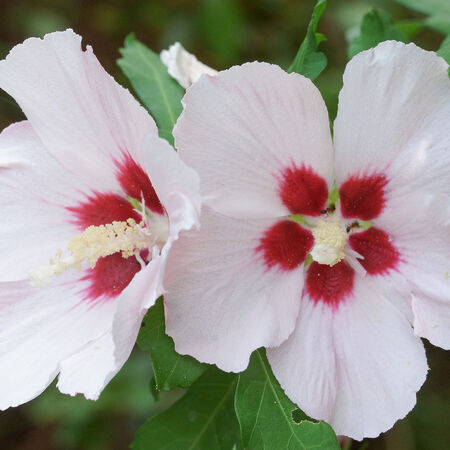 Hibiskus, Eibisch 'Red Heart'