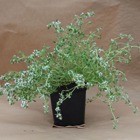 Deutscher Thymian (Thymus vulgaris)