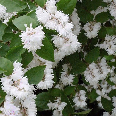 Deutzie, GefÃ¼llter Sternchenstrauch, Maiblumenstrauch 'Pride of Rochester'