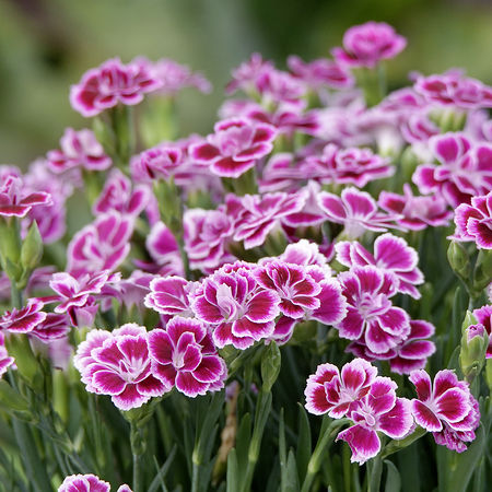 Nelke 'Pink Kisses'Â® (8er Set)
