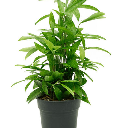 Dracaena surculosa