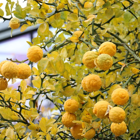 DreiblÃ¤ttrige Orange