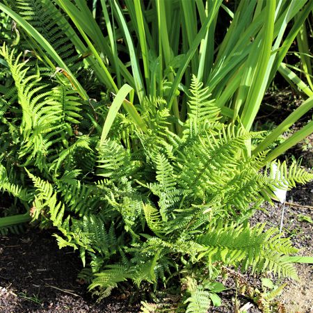 Dryopteris affinis 'The King'