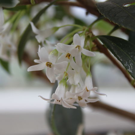 Osmanthus x burkwodii