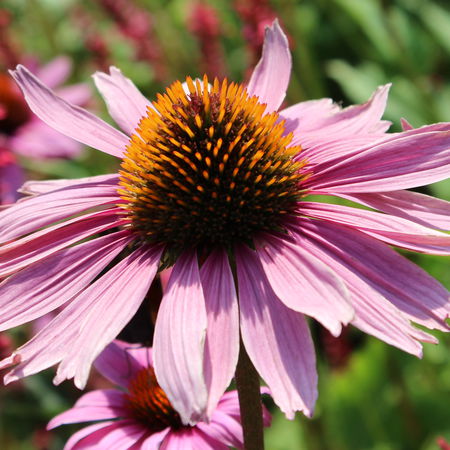 Echinacea purpurea 'Magnus'
