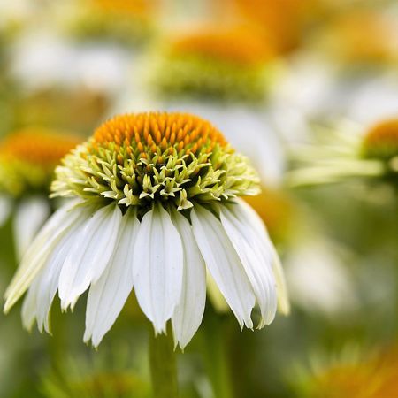 Echinacea purpurea 'Milkshake'