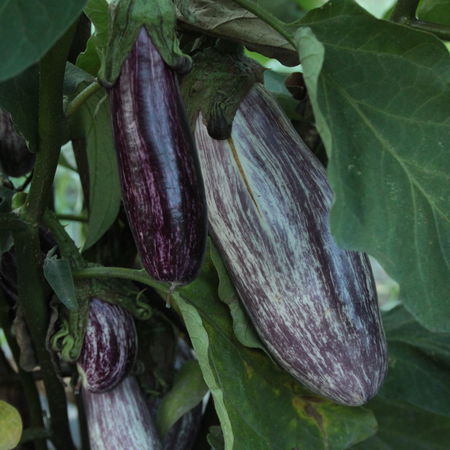 Aubergine 'Edirne Purple Striped'