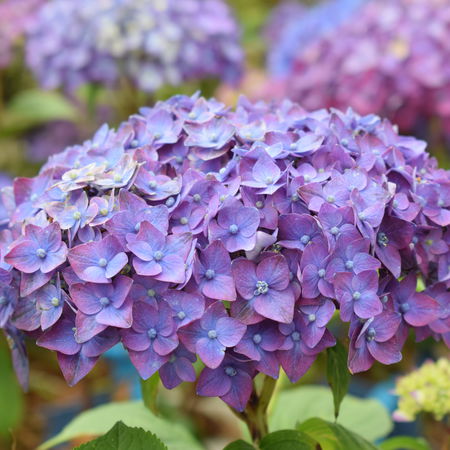 Hortensie Endless SummerÂ® 'SummerLove' lila
