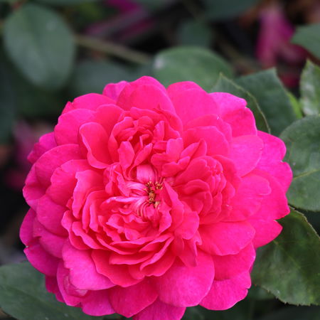 Rose Sophys RoseÂ® (im grossen Container)