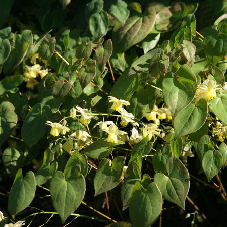 Epimedium x versicolor 'Sulphureum'