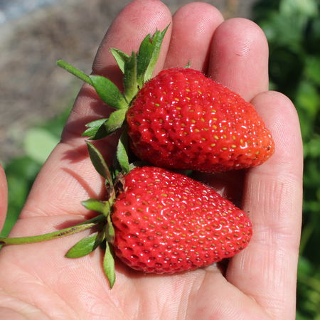 Erdbeere FrutiumÂ® BelleureÂ® 6er TrÃ¤ger