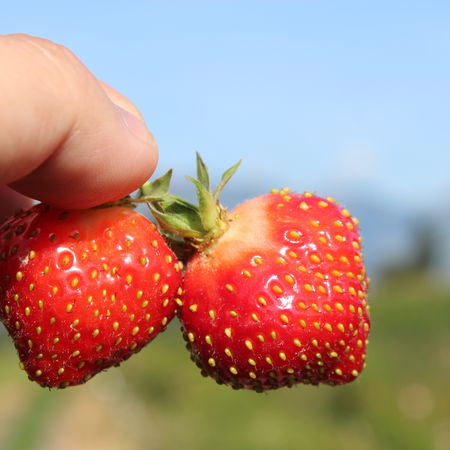 Erdbeere Parfum FraisibelleÂ®