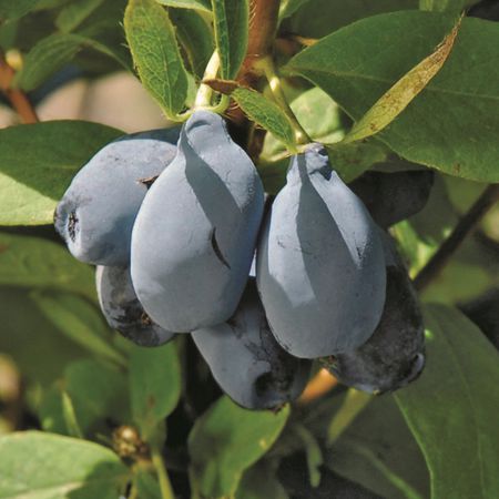 ErstbeereÂ® 'Blue Pagoda'
