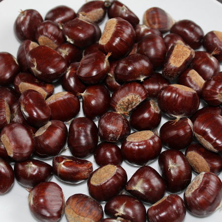 Esskastanie Maraval