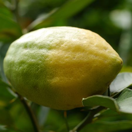 Zitronatzitrone 'Etrog'