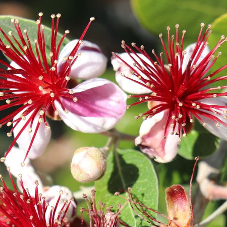 Feijoa 'Zealand Seedling'
