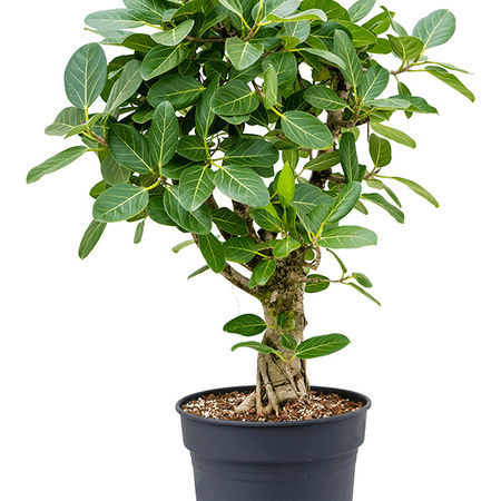 Ficus benghalensis 'Audrey'