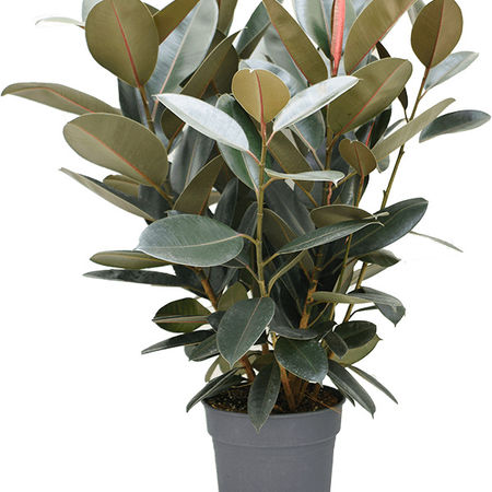 Ficus elastica 'Abidjan'