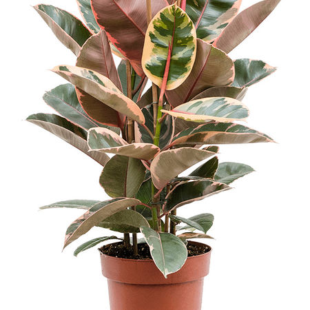 Ficus elastica 'Belize'