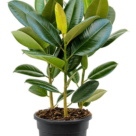 Ficus elastica 'Robusta'