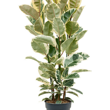Ficus elastica 'Tineke'