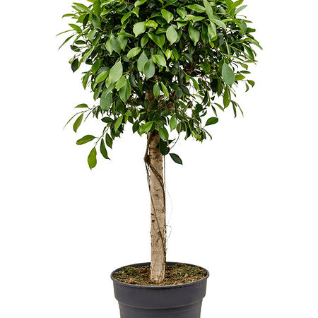 Ficus microcarpa 'Nitida'