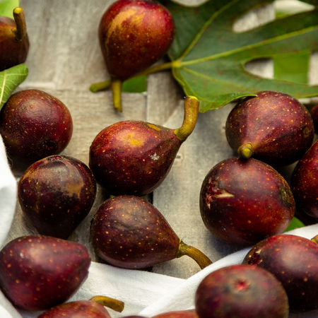 Feigenbaum 'Little Miss Figgy'Â®