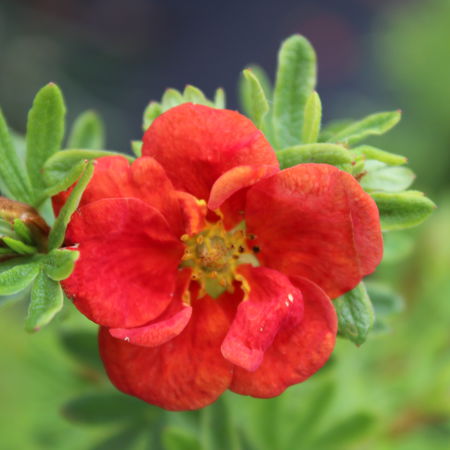 Fingerstrauch 'Red Ace'