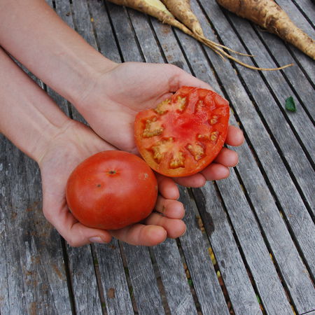 Freilandtomate '232-x'