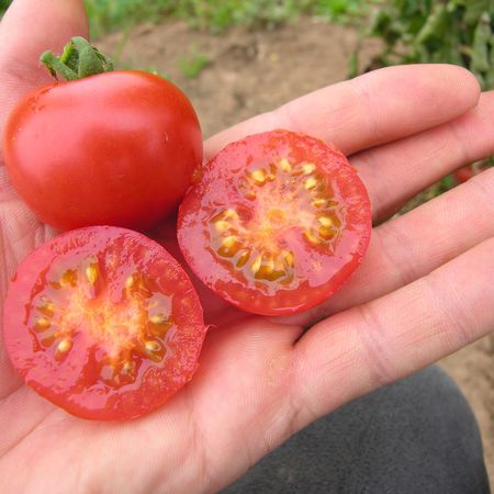 Freilandtomate 'Primavera'