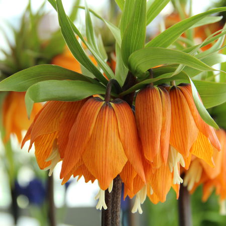 Kaiserkrone 'Garland Star'