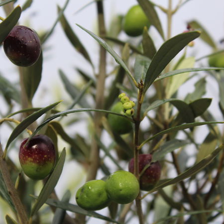 Olivenbaum 'Cipressino'