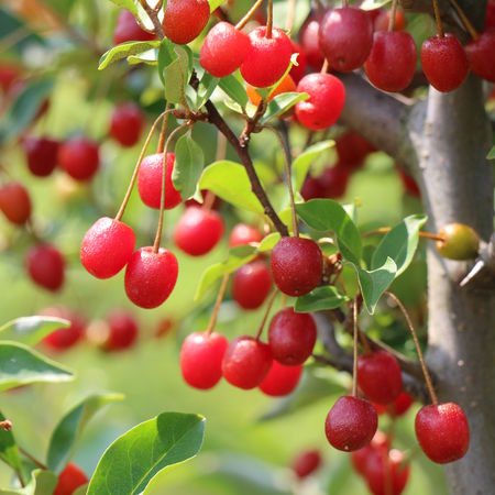 FrÃ¼he Pointilla FruithuntersÂ® 'Cherrific'