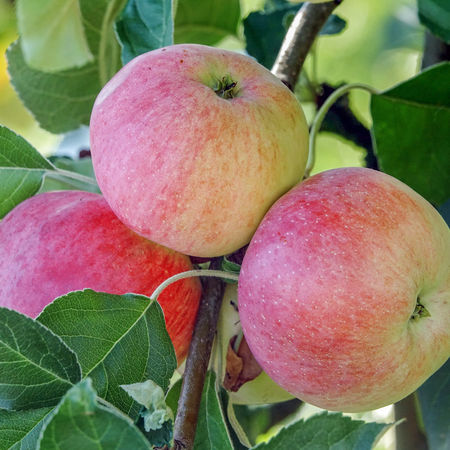 Apfel ParadisÂ® JulkaÂ®