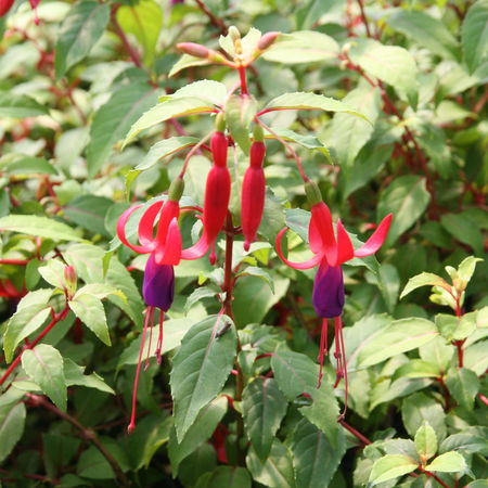 Fuchsia x cultorum 'Tom Thumb'