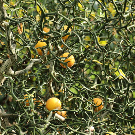 Gedrehte dreiblÃ¤ttrige Orange 'Flying Dragon'