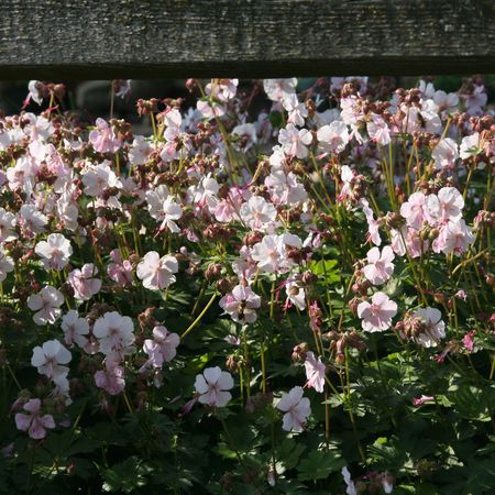 Geranium cantabrigiense 'Biokovo'
