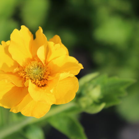 Geum chiloense 'Lady Stratheden' (Goldball)