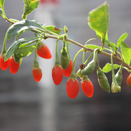 Goji LuberaÂ® Instant Success