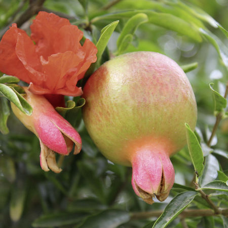 Granatapfel 'Favorite'